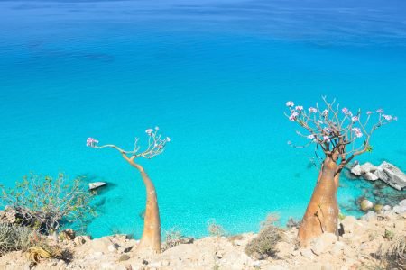 Socotra: À Descoberta do Paraíso Escondido no Oceano Índico