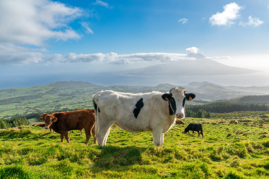Triângulo dos Açores (Faial, São Jorge e Pico): Do Vulcão ao Mar